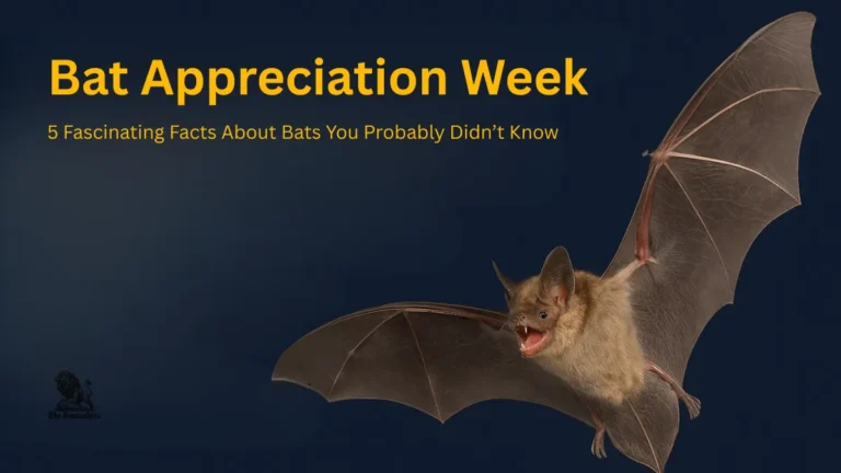 Bat Appreciation Week