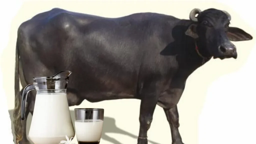 Buffalo Milk Good for Health