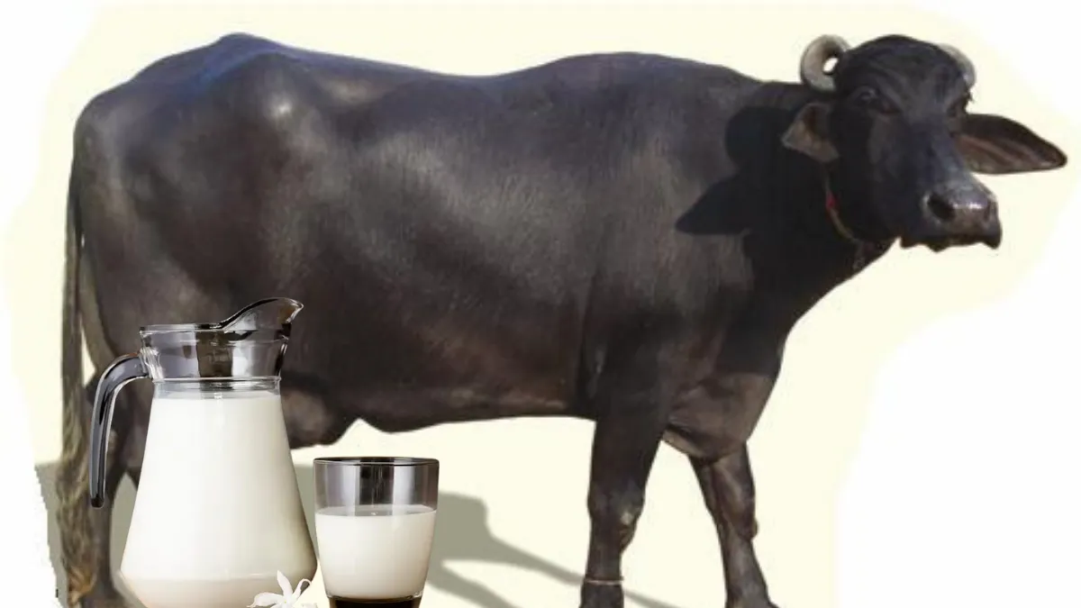 Buffalo Milk Good for Health