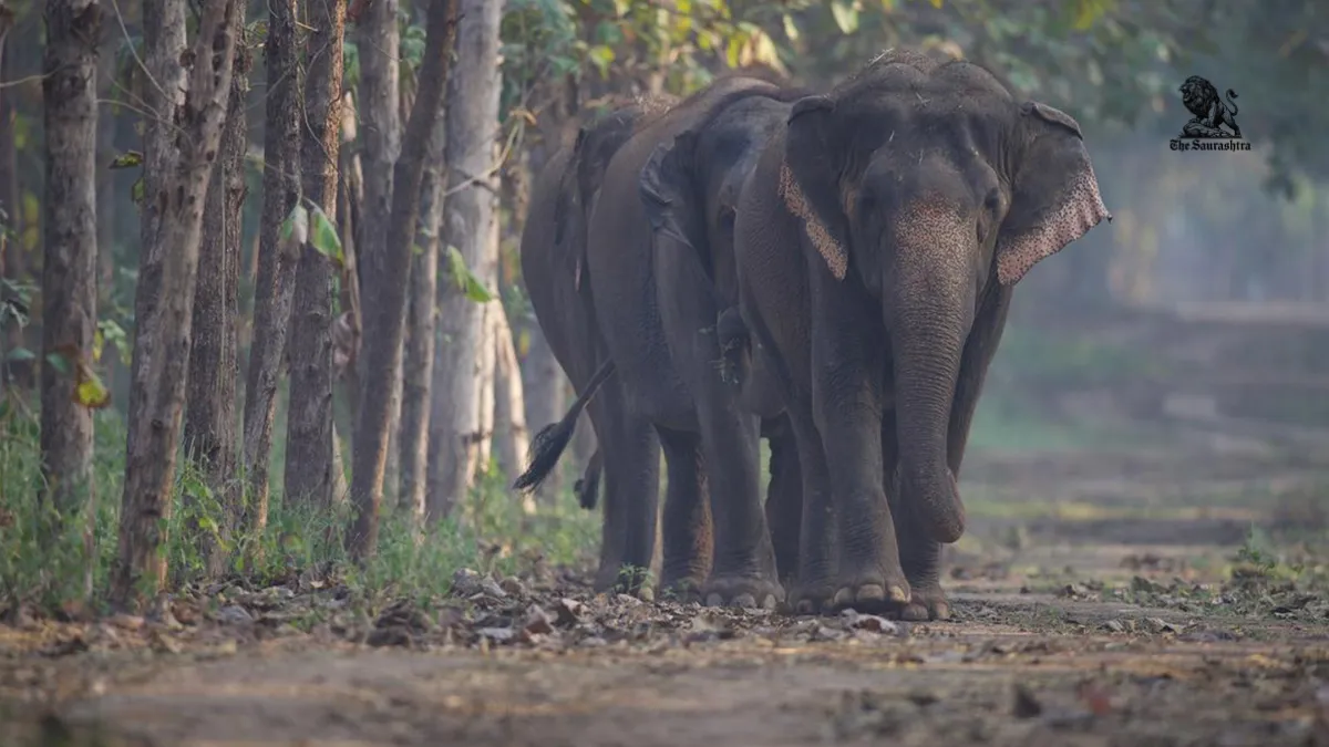 CITES Visit to Vantara Zoo India