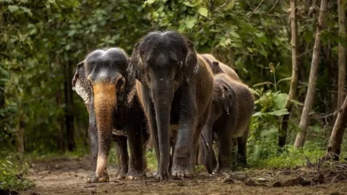 CITES Visit to Vantara Zoo India