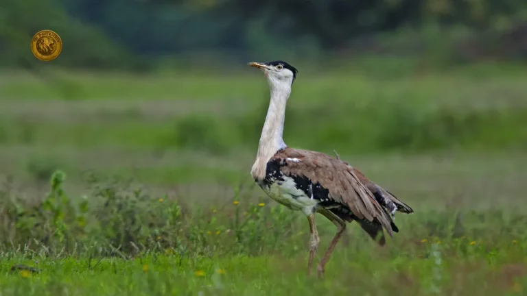 Great Indian Bustard Facts