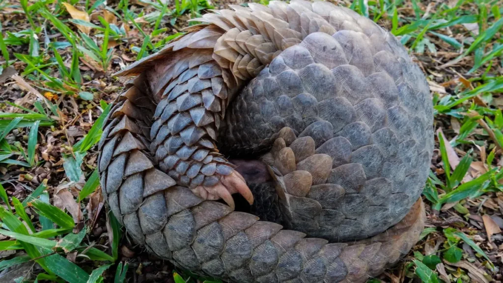 World Pangolin Day