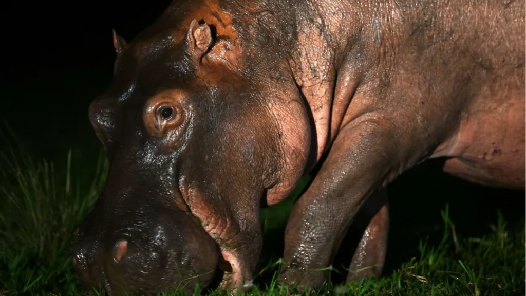 he Colombia Hippo Crisis Explained